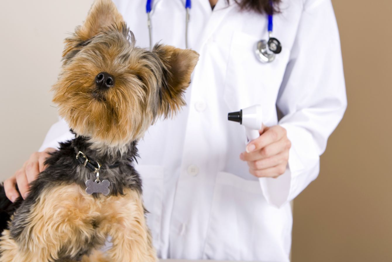 Dog and Small Animal Health Plan
